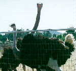 2 ostriches