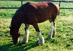 clydesdale horse