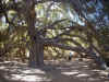 greatoak2.jpg (63968 bytes)