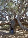 greatoak4.jpg (168619 bytes)