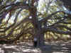 greatoak5.jpg (63748 bytes)