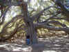 greatoak6.jpg (63464 bytes)