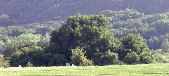 The Great Oak Tree