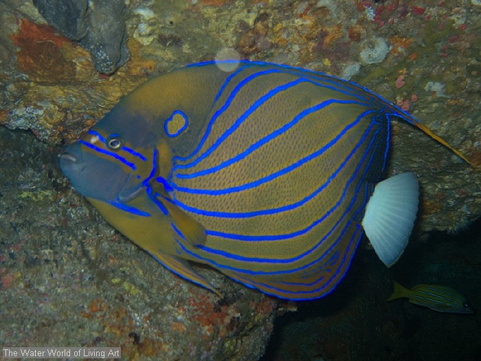 Bluering Angelfish