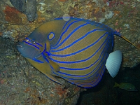 Bluering Angelfish